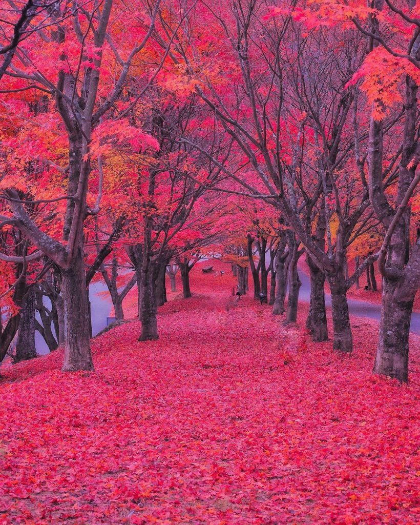Japan Autumn Photo