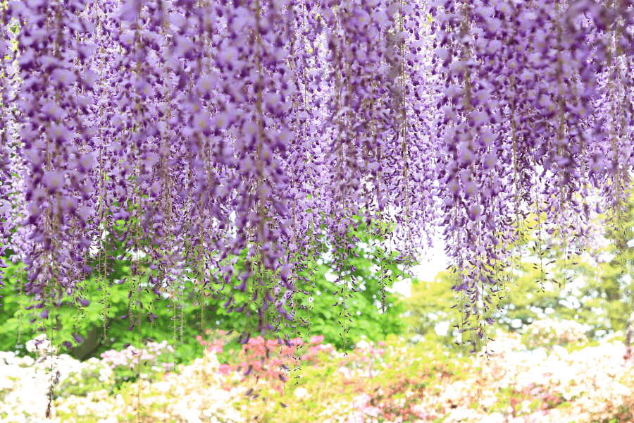 Ashikaga Flower Park Wisteria Flower