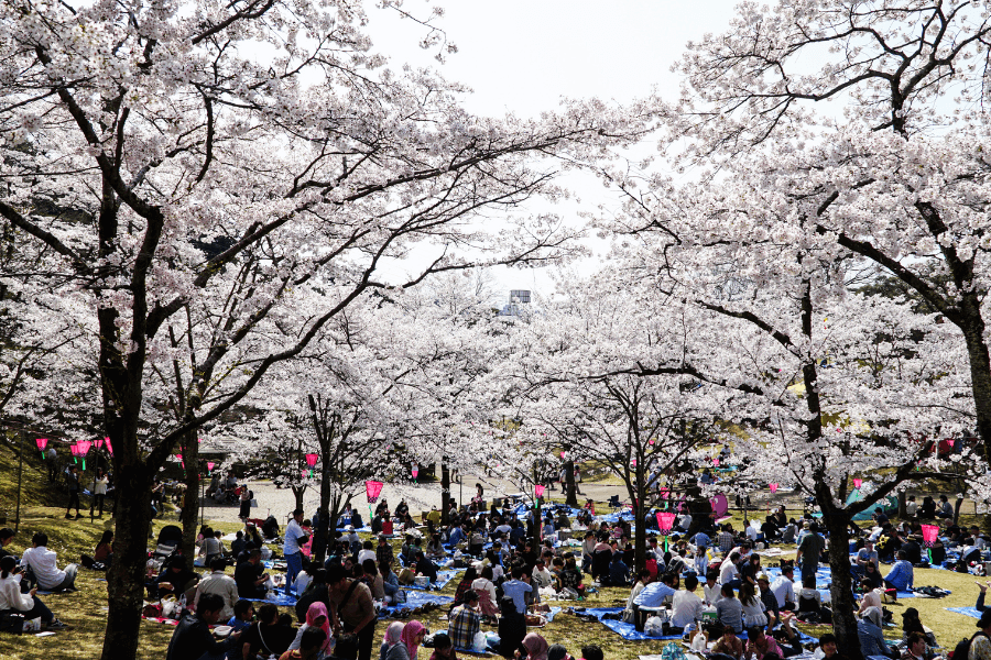 Hanami Cherry Blossom Viewing In Japan