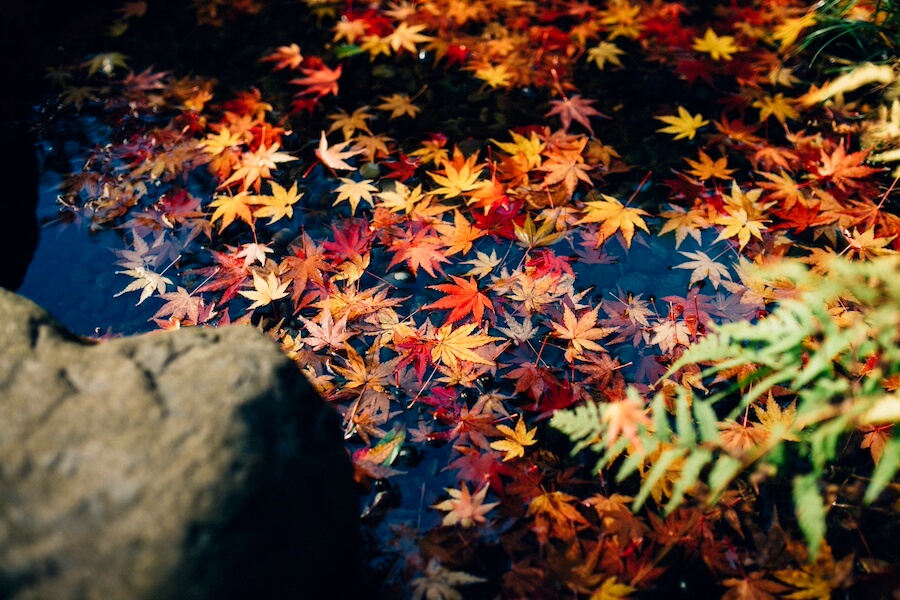 Autumn Foliage in Yamashiro Onsen