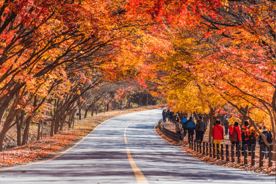 Guide to Japan in November