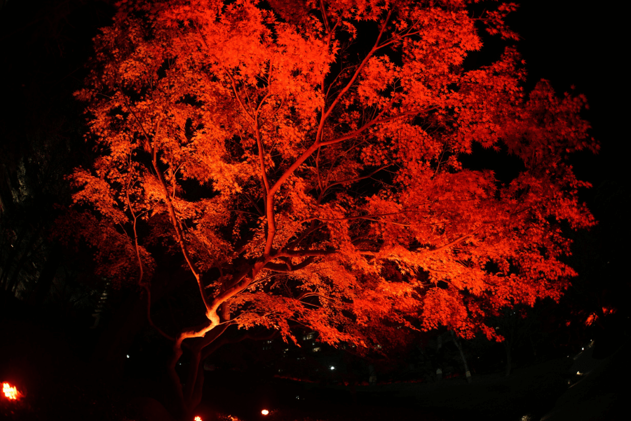 Japan November Autumn Illumination